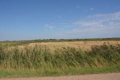 Foehr-2020