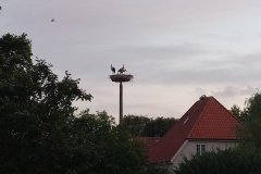 Foehr-2020