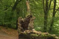 Wellness - Teutoburger Wald