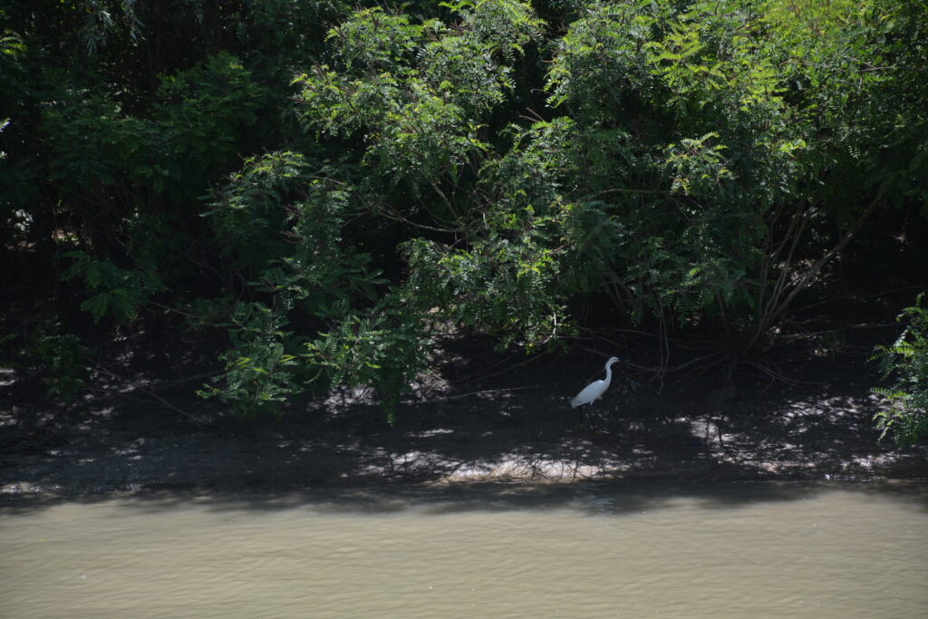 Donaudelta