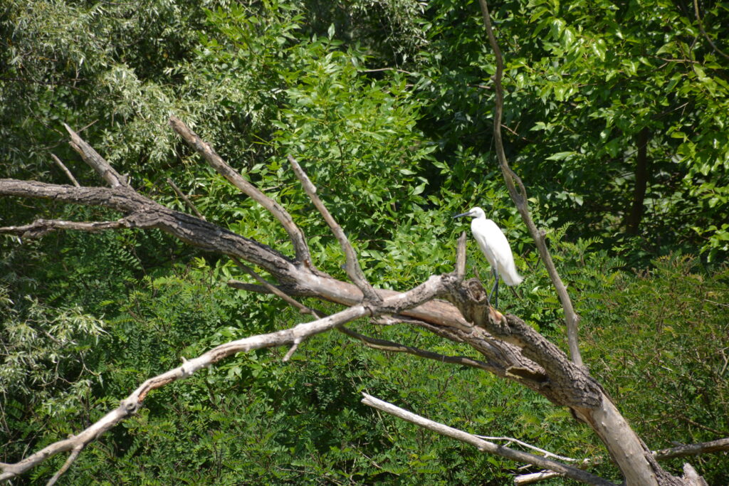 Donaudelta