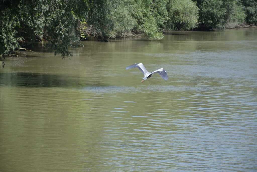 Donaudelta