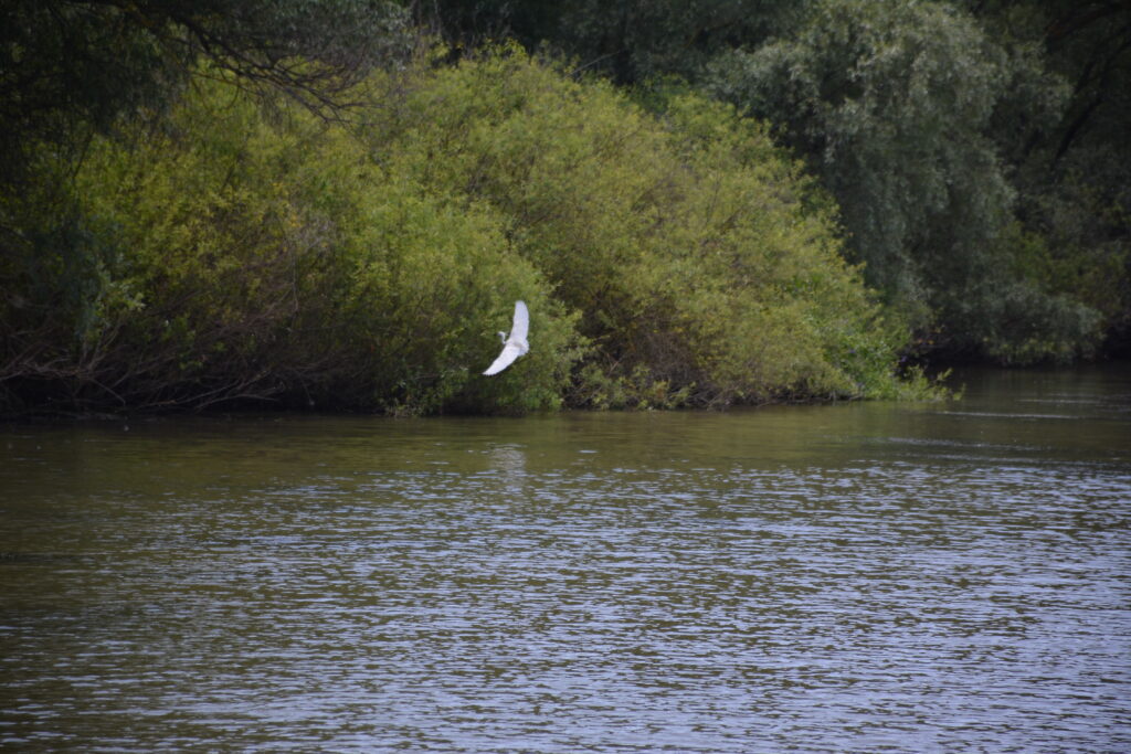 Donaudelta